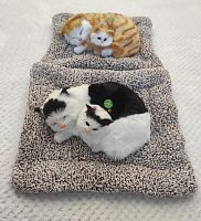 "Кошка с котенком" во Кирове